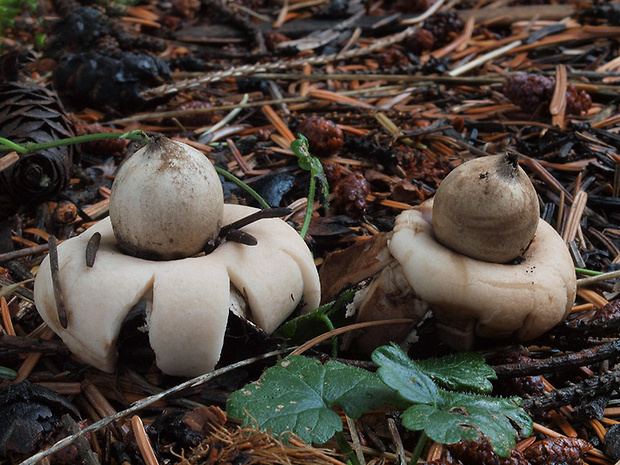 hviezdovka strapkatá Geastrum fimbriatum Fr.