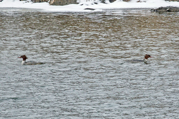 potápač veľký  Mergus merganser