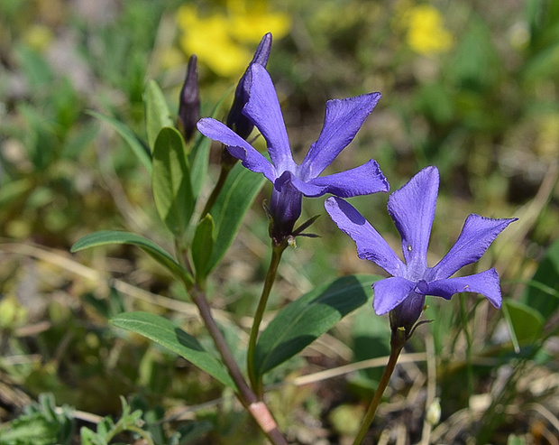 zimozeleň bylinná Vinca herbacea Waldst. et Kit.