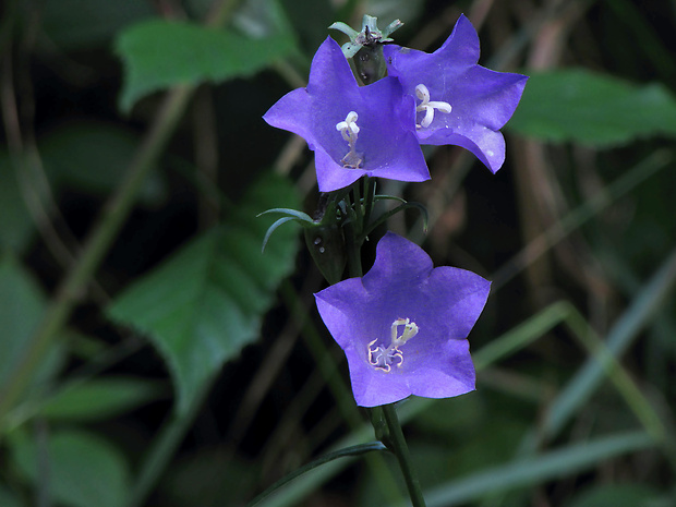 zvonček broskyňolistý Campanula persicifolia L.