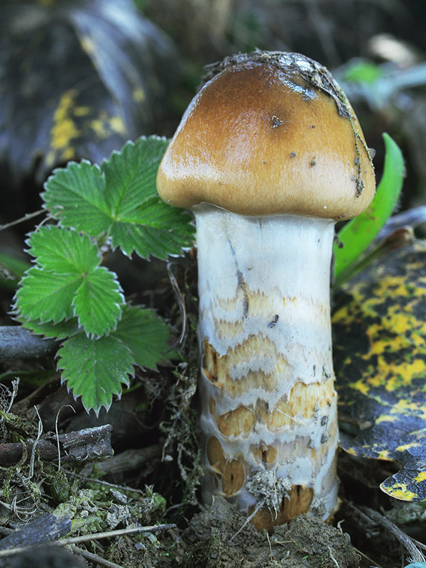 pavučinovec mazľavý Cortinarius trivialis J.E. Lange