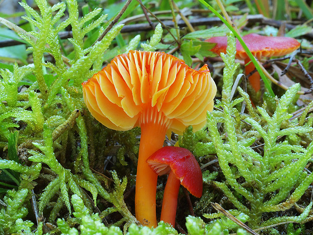 lúčnica šarlátová Hygrocybe coccinea (Schaeff.) P. Kumm.