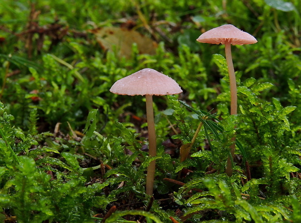 prilbička ružová Mycena rosella (Fr.) P. Kumm.