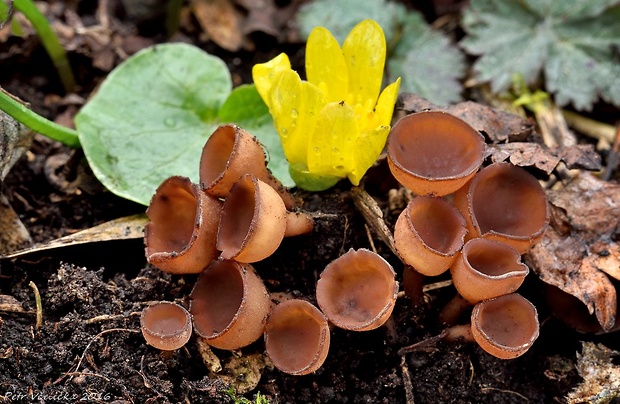 hľuznatka  Sclerotinia ficariae Rehm