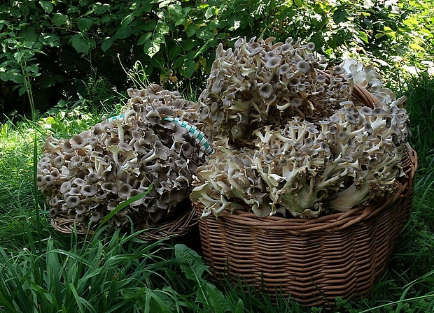 trúdnik klobúčkatý Polyporus umbellatus (Pers.) Fr.