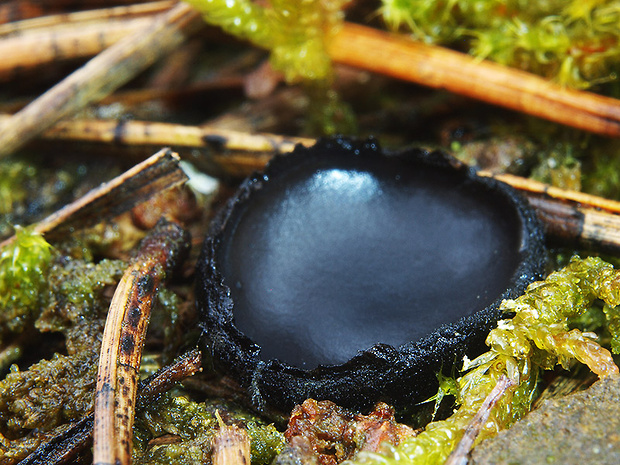 misôčka černastá Pseudoplectania nigrella (Pers.) Fuckel