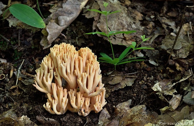 strapačka lososovoružová Ramaria subbotrytis (Coker) Corner