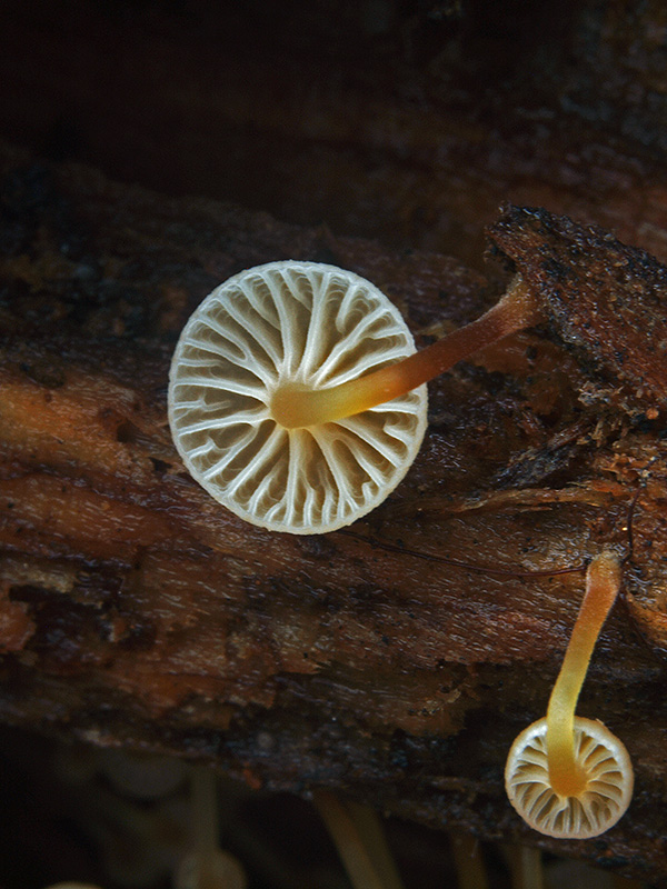 tanečnička zvončekovitá Xeromphalina campanella (Batsch) Maire