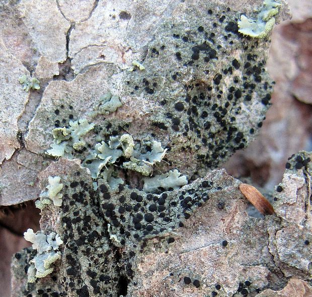 buélia bodkovaná Amandinea punctata