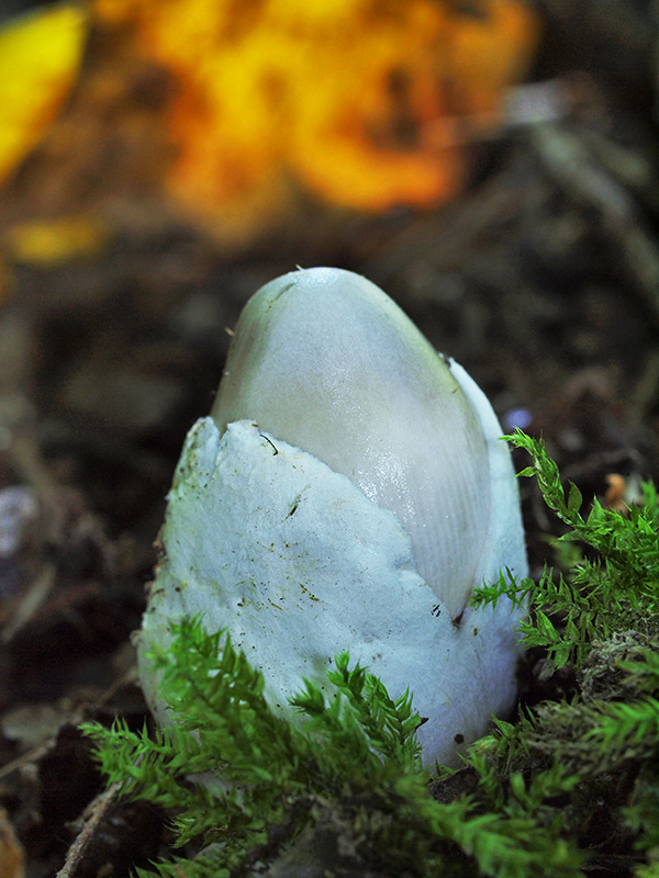 muchotrávka pošvatá Amanita vaginata (Bull.) Lam.