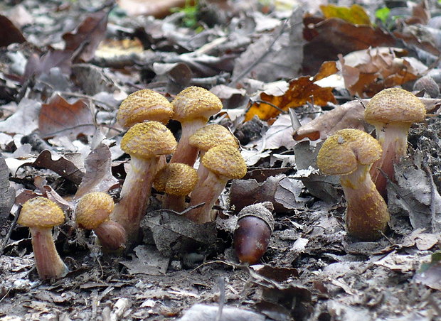 podpňovka obyčajná Armillaria mellea (Vahl) P. Kumm.