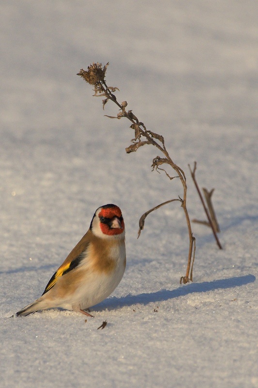 stehlík obyčajný Carduelis carduelis