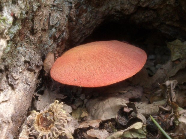 pečeňovec dubový Fistulina hepatica (Schaeff.) With.