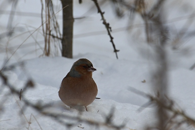 pinka lesná Fringilla coelebs