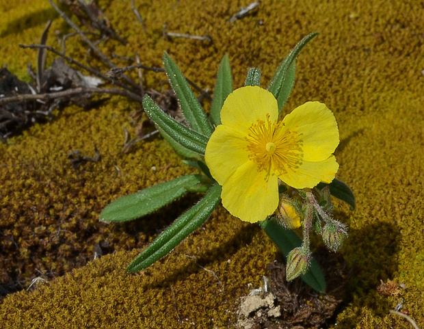 devätorník veľkokvetý tmavý Helianthemum grandiflorum subsp. obscurum (Pers. ex Wahlenb.) Holub