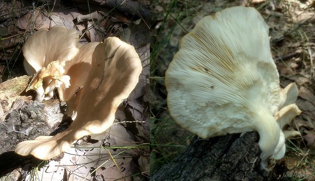 hliva buková Pleurotus pulmonarius (Fr.) Quél.