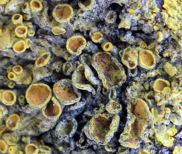 diskovník múrový Xanthoria parietina var. parietina