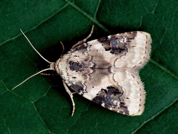 morička jasnobiela (sk) / světlopáska bělavá (cz) Pseudeustrotia candidula Denis & Schiffermüller, 1775