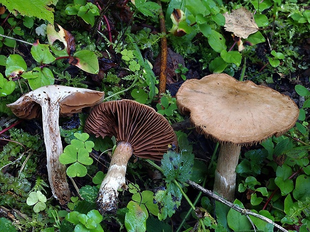 pavučinovec veľkohlúbikový Cortinarius macropus (Fr.) Fr.