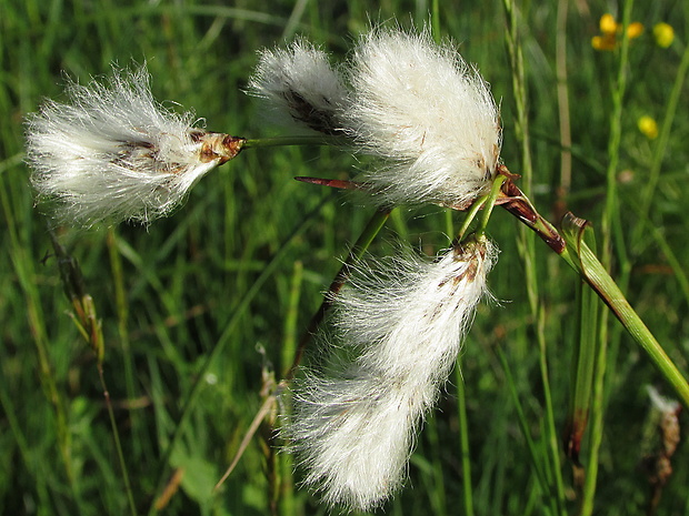 páperník úzkolistý Eriophorum angustifolium Honck.