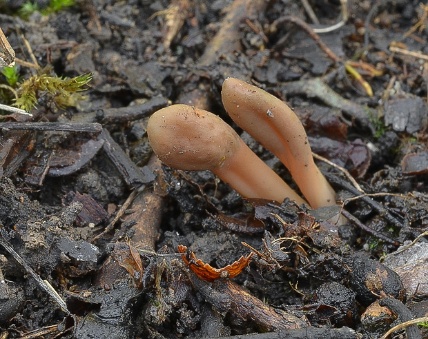 drobnojazýček Microglossum olivaceum (Pers.) Gillet