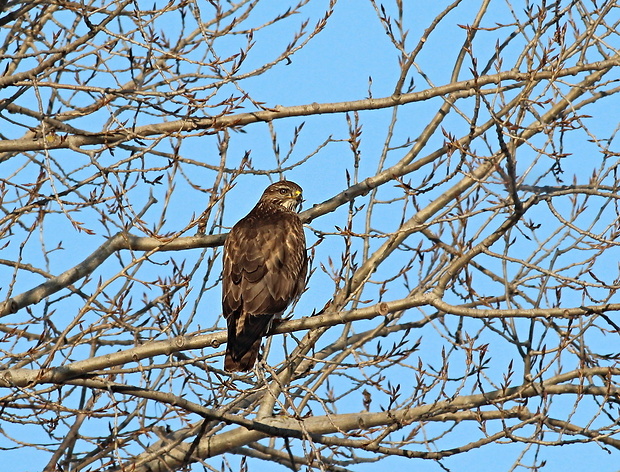 myšiak lesny Buteo buteo