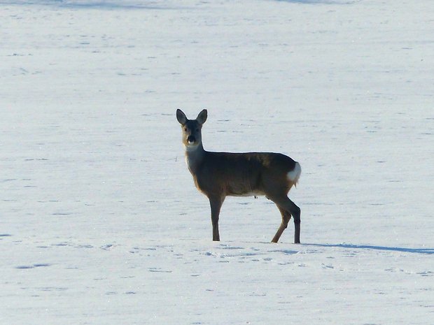 srna lesná Capreolus capreolus