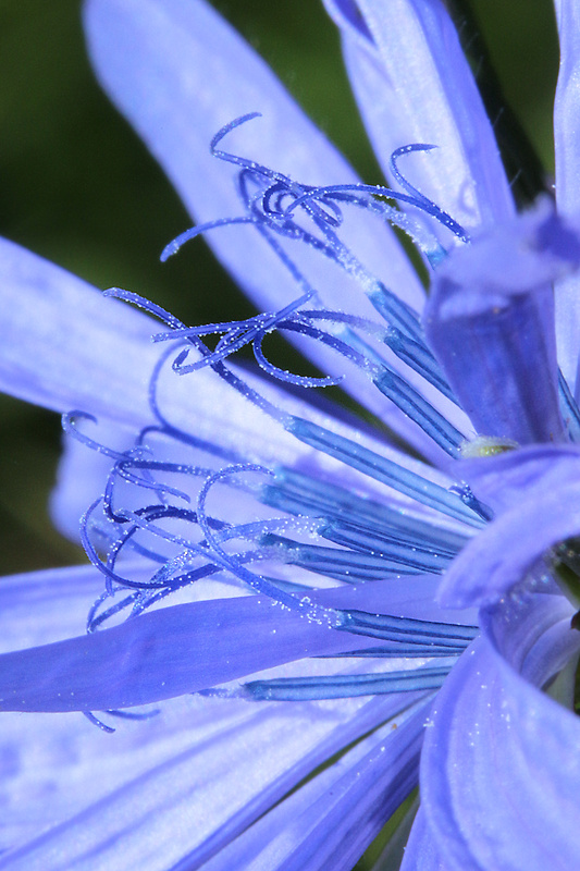 čakanka obyčajná Cichorium intybus L.