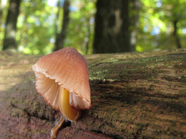 prilbička žltohlúbiková Mycena renati Quél.