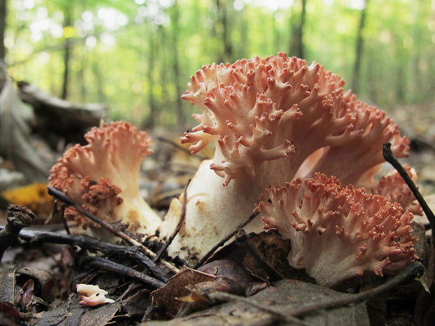 strapačka koralovitá Ramaria botrytis (Pers.) Ricken