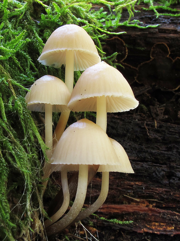 prilbička Mycena sp.