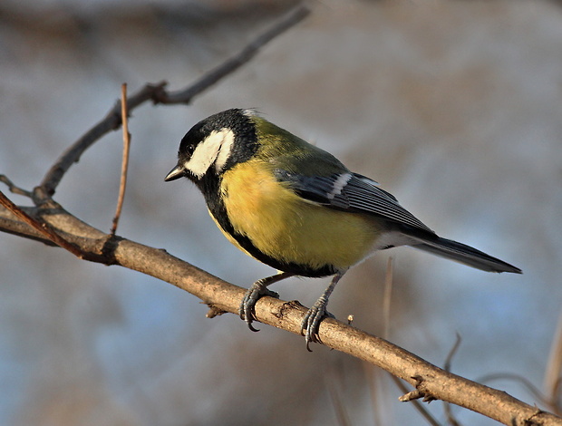 sýkorka veľká Parus major