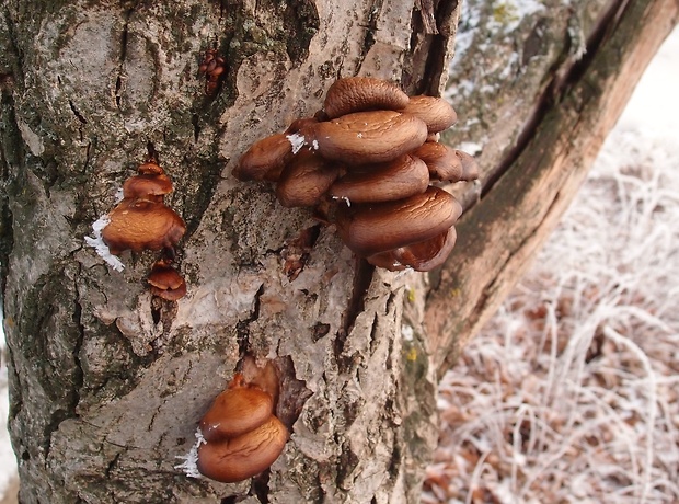 pňovka neskorá Sarcomyxa serotina (Pers.) P. Karst.