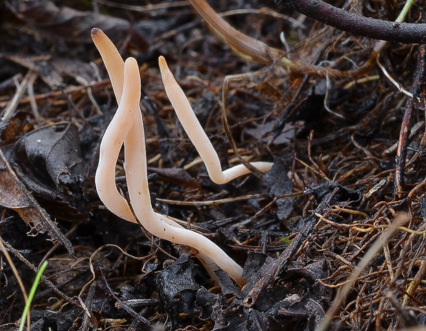 kyjačik Clavaria sp.