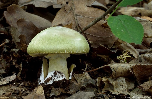 muchotrávka zelená Amanita phalloides (Vaill. ex Fr.) Link