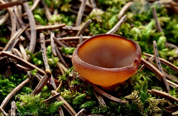 discinka Discina sp.