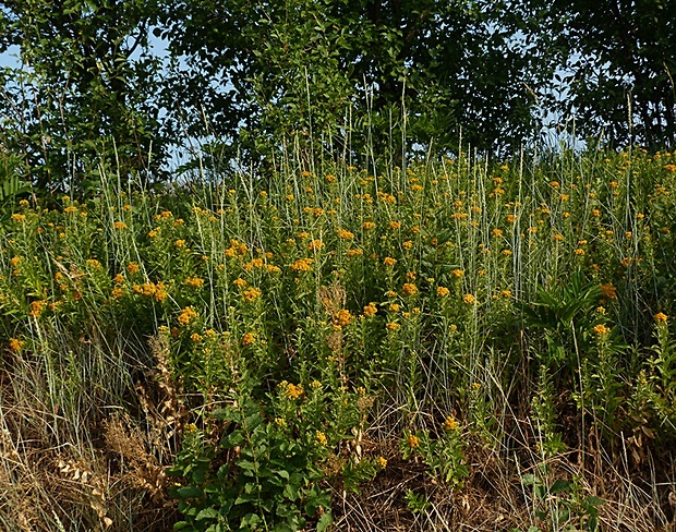 oman nemecký Inula germanica L.