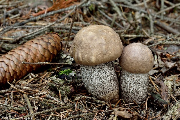 kozák topoľový Leccinum duriusculum (Schulzer ex Kalchbr.) Singer