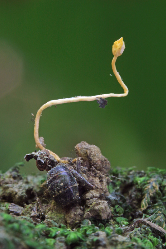 žezlovka mravcová Ophiocordyceps myrmecophila (Ces.) G.H. Sung, J.M. Sung, Hywel-Jones & Spatafora