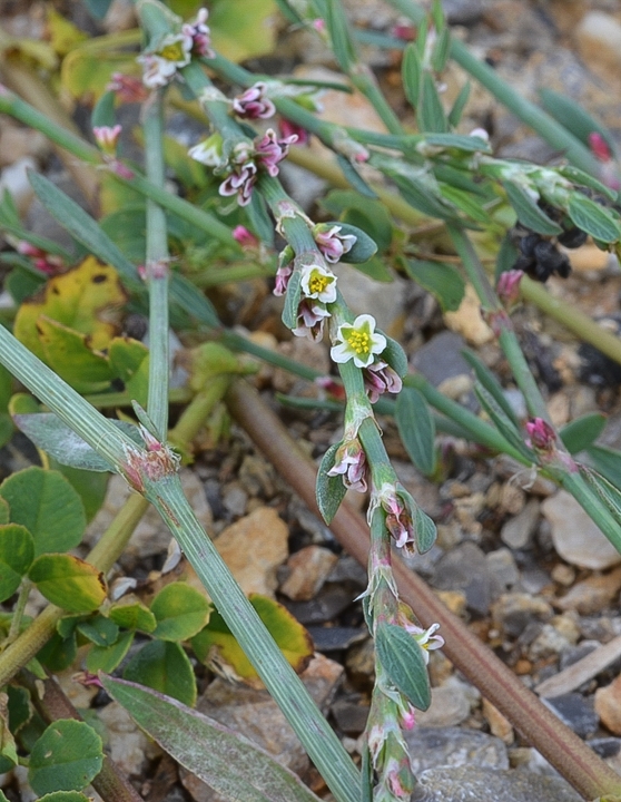 stavikrv  Polygonum sp.