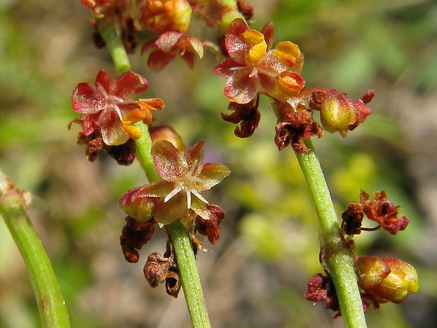 štiavička tenkolistá Acetosella tenuifolia (Wallr.) Á. Löve