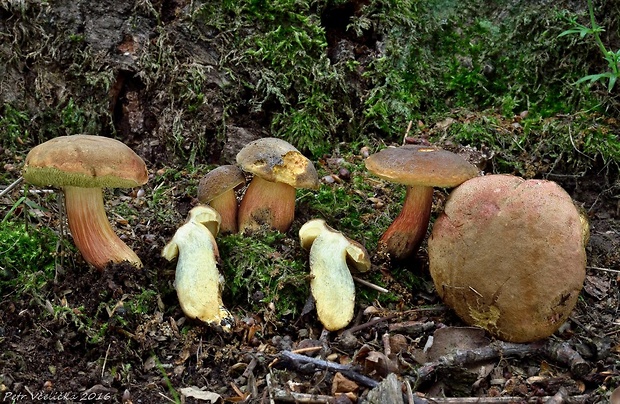 suchohríb Engelov Hortiboletus engelii (Hlaváček) Biketova & Wasser