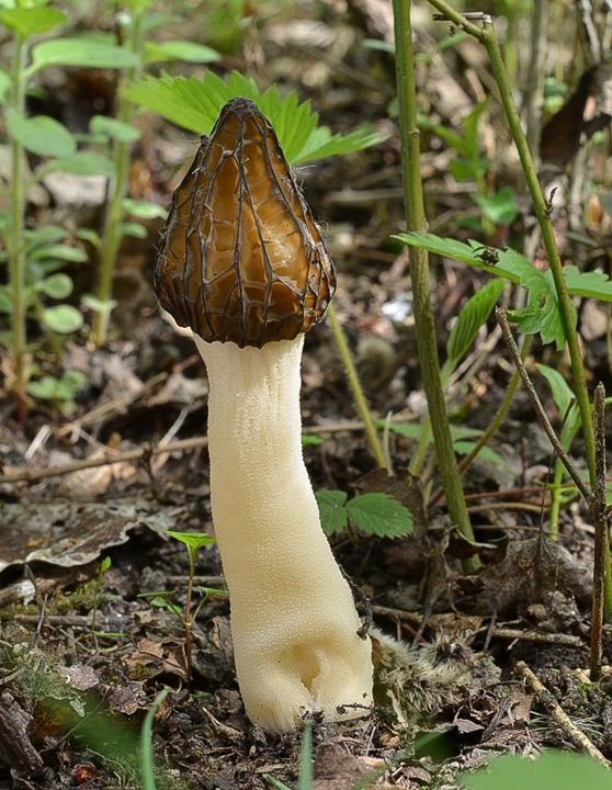 smrčok hybridný Morchella semilibera DC.