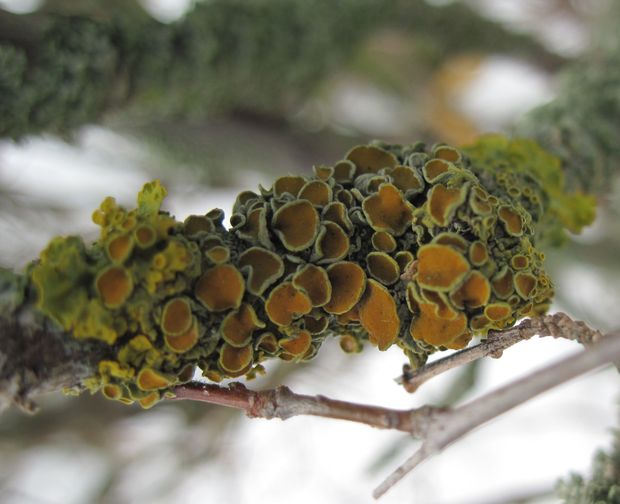 diskovník Xanthoria parietina var. parietina