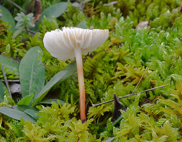 tanečnica Marasmius sp.