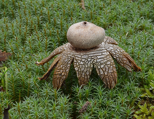 hviezdovec vlahojavný Astraeus hygrometricus (Pers.) Morgan