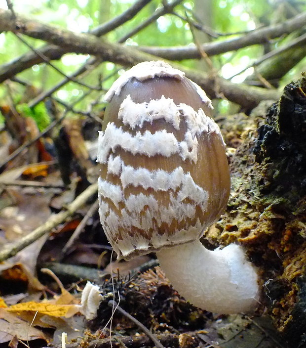 hnojník strakatý Coprinopsis picacea (Bull.) Redhead, Vilgalys & Moncalvo