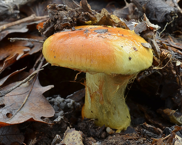 pavučinovec Cortinarius sp.