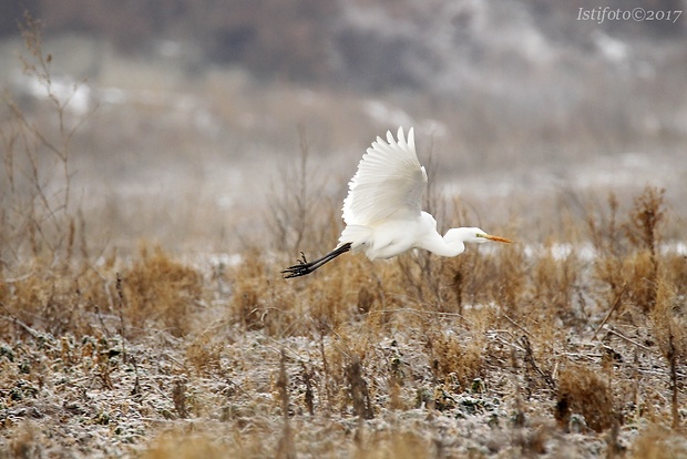 beluša veľká Egretta alba