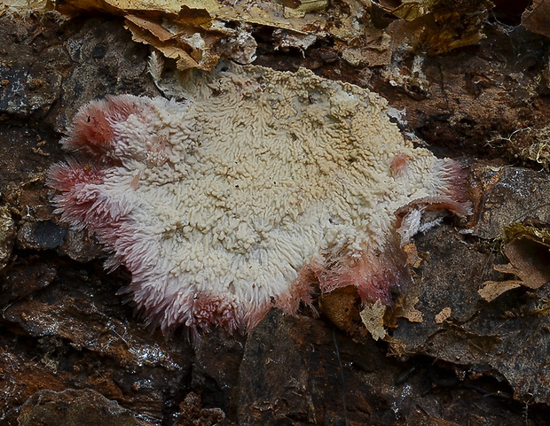 žilnačka pralesná Phlebia centrifuga P. Karst.